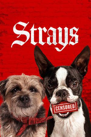 Strays (2023) BluRay Dual Audio {Hindi-English} 480p [300MB] | 720p [850MB] | 1080p [2GB]